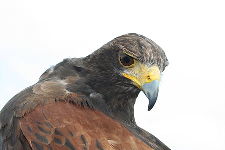 common buzzard, nature, bird, bird of Prey, animal, hawk - Bird, carnivore