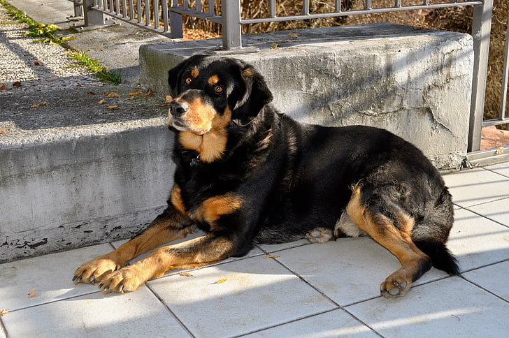 dog, rottweiler, breed, laying, pet, love, amici