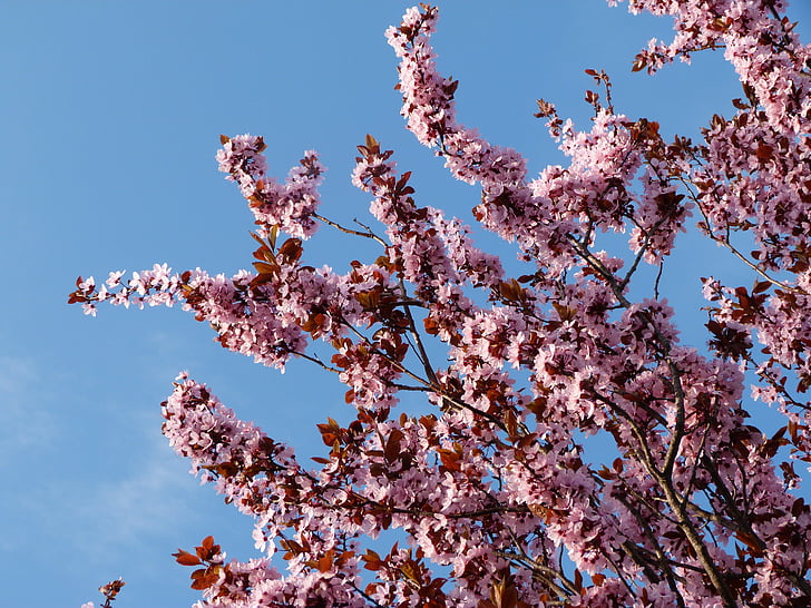 Prunus, λουλούδια, φύση, λουλούδι, ροζ, ροζ χρώμα, ανθοφορίας
