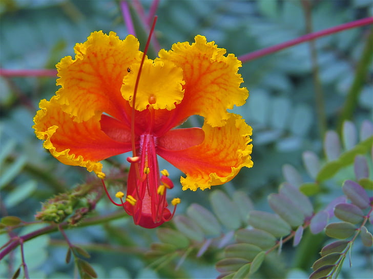 flower, orange, yellow, red, close up