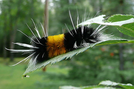 caterpillar, colorful, yellow, black, hairy, nature, insect