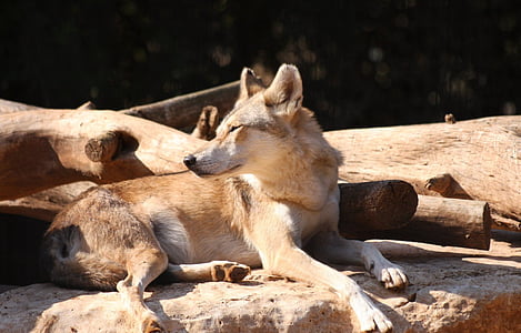 alerta, Fox, descanso, mirando, flora y fauna, Lobo