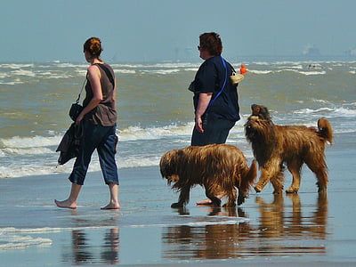 Plaża, Spacer na plaży, morze, fala, psy, człowieka, ludzie