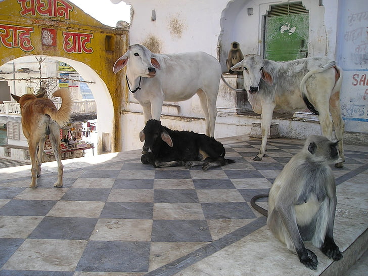 Ινδία, μαϊμού, σκύλος, αγελάδες, αγελάδα, ζώα, Ιερά