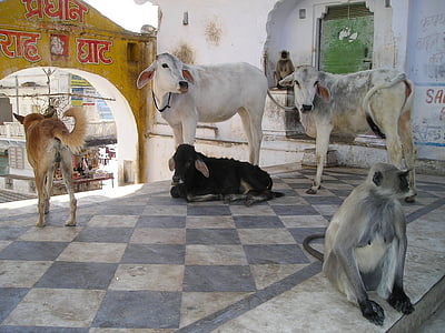 印度, 猴子, 狗, 母牛, 母牛, 动物, 圣洁