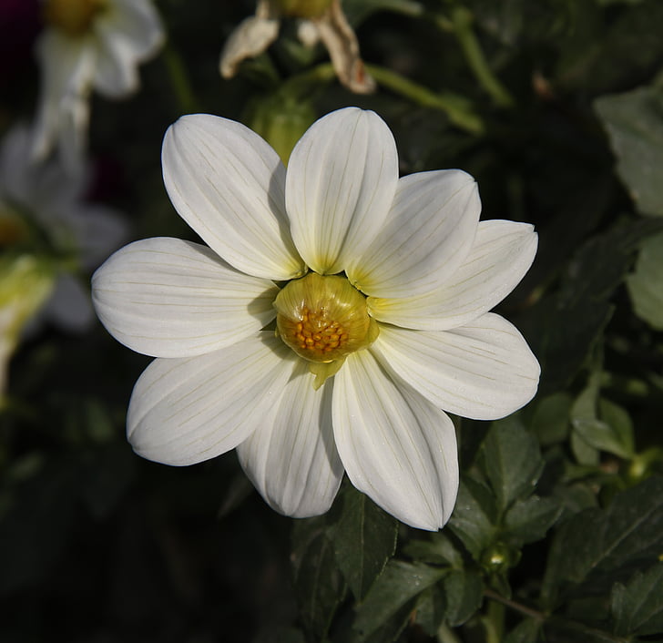 kwiat, biały, roślina, Latem, stokrotki, kwiat głów, kolor biały