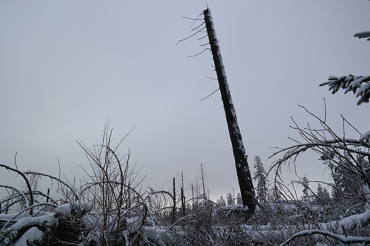 sauerland, 힐, kyrill 경로, 겨울, 나무, 눈