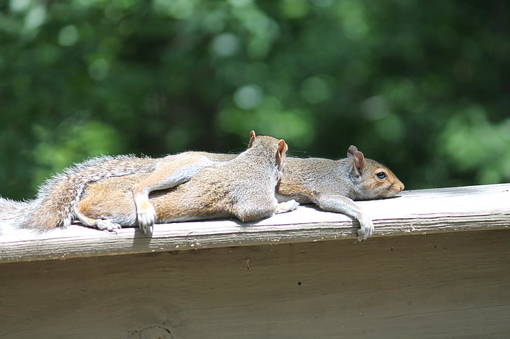 squirrels, nature, rodent, fur, outdoor, animal, cute