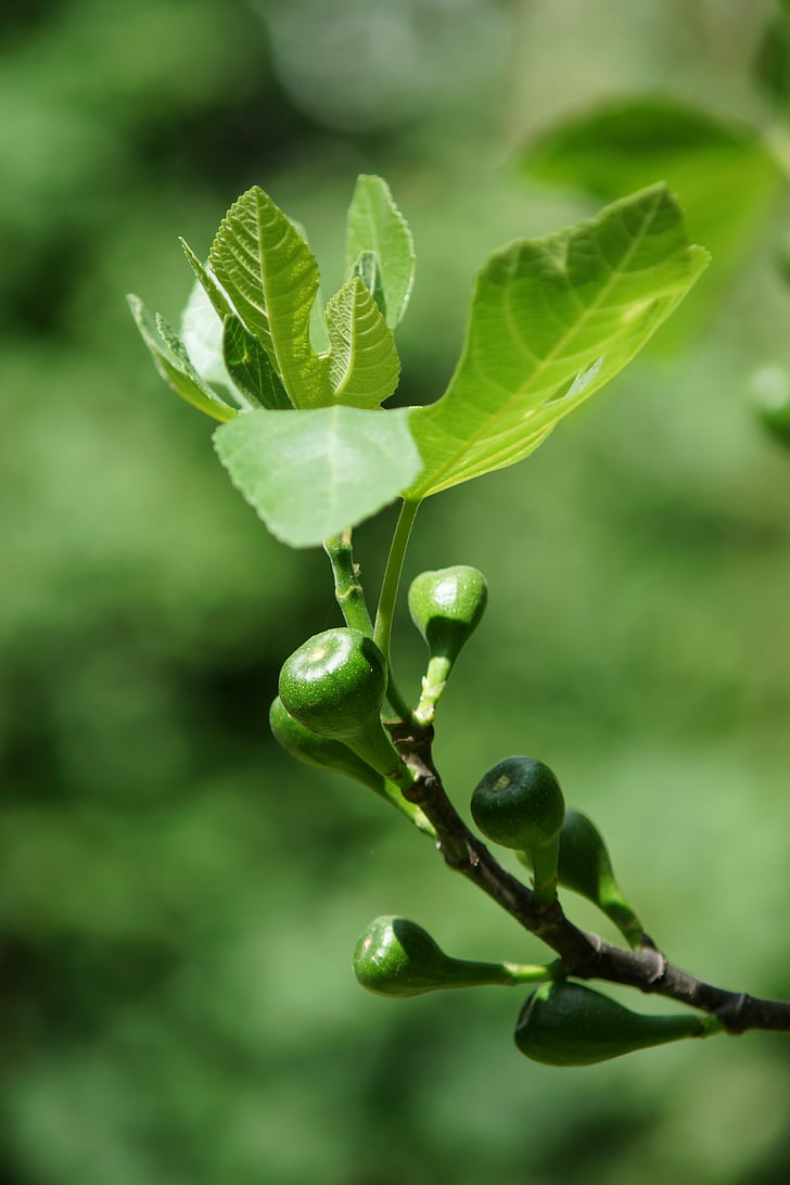 árbol de higo, Fig, rama, verde, hojas, frutos de higo