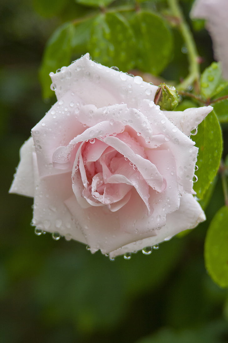 rose, nature, dew, drops, water, pink rose, flowers