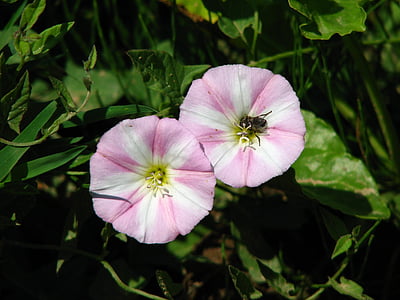 ervilhaca, inseto, -de-rosa, Branco, flor, flor, flor