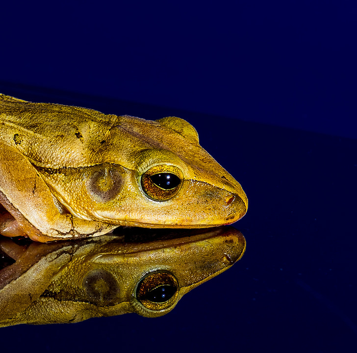 žaba, blizu, zrcalna slika