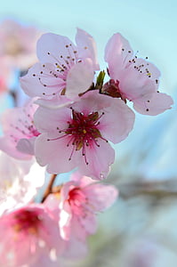 Fiori di pesco, Весна, красочные, Цвет, Блум, Pesco, дерево