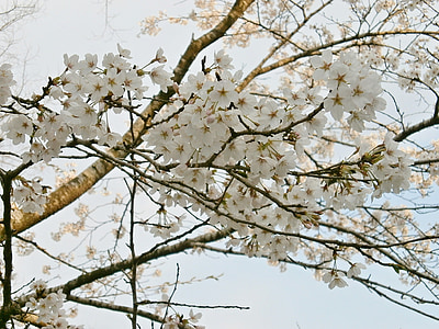 ciliegia, albero di ciliegio, fiori di ciliegio, primavera, albero, ramo, natura