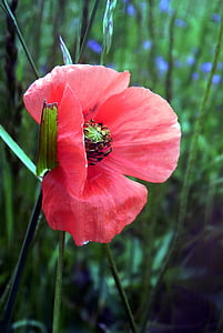 poppy, petals, wild flowers, pre, country, nature, red