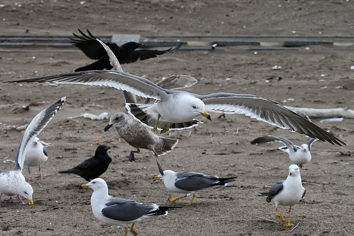 zwierząt, Wybrzeże, Plaża, Sea gull, Mewa, Seabird, dzikie zwierzę
