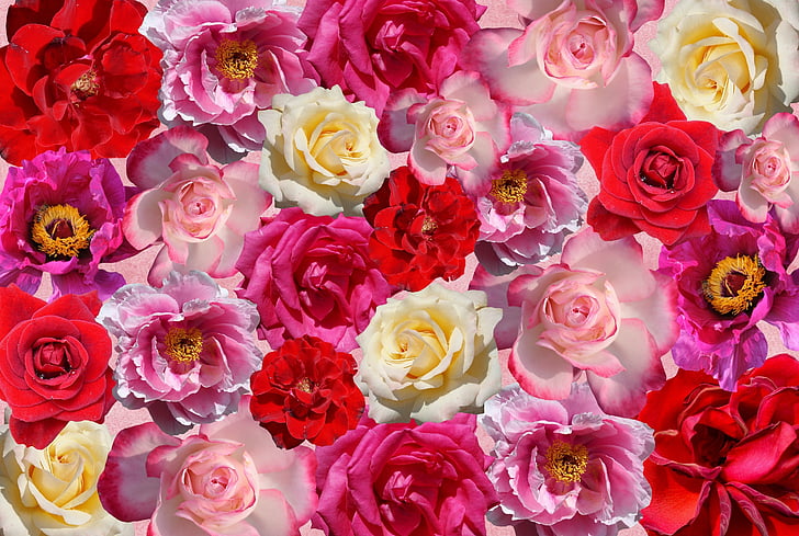 roses, flowers, love, red, pink, nature, garden roses