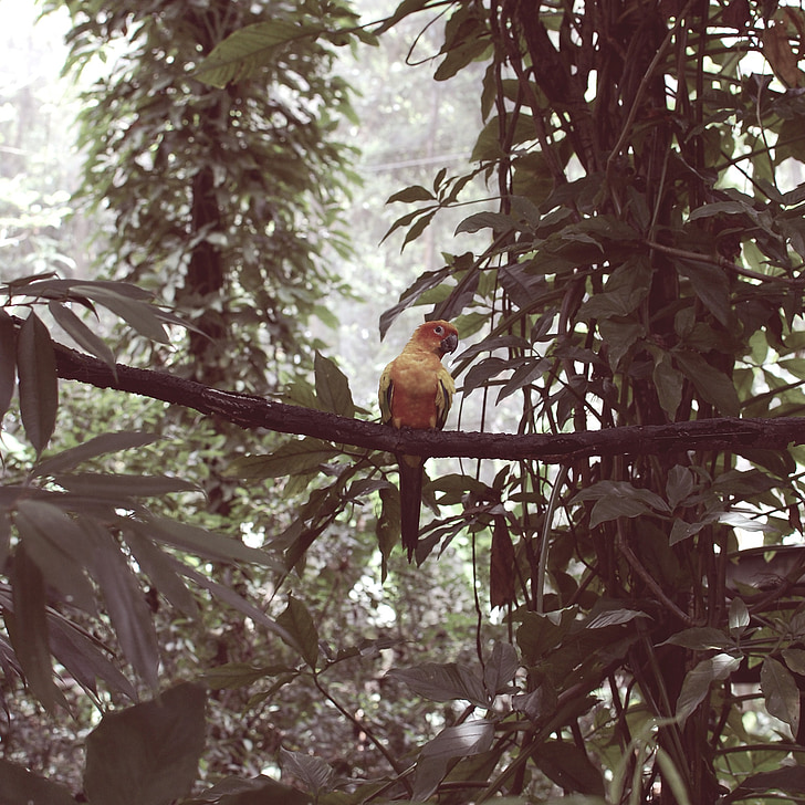 Singapore, uccello, pappagallo, foresta, Viaggi, birdwatching