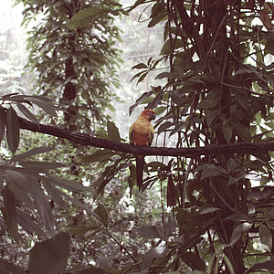 Singapur, pták, Papoušek, Les, cestování, pozorování ptáků