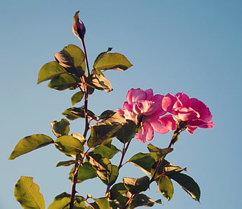 rosas, rosas cor de rosa, Primavera, natureza, céu, jardim, Turquia