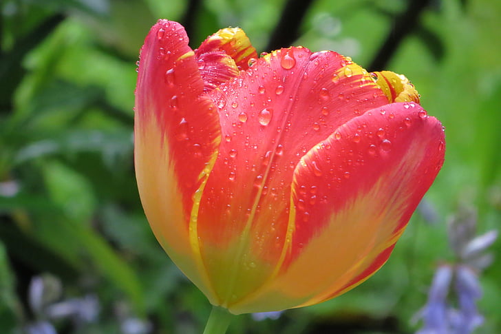 spring, tulip, garden