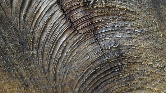 木材, 断面, ログ, 構造, 自然, 年輪, 粒