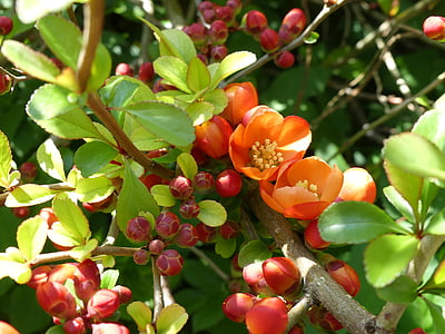 coing ornement japonais, arbuste ornemental, fleurs, bourgeon, Bush, printemps