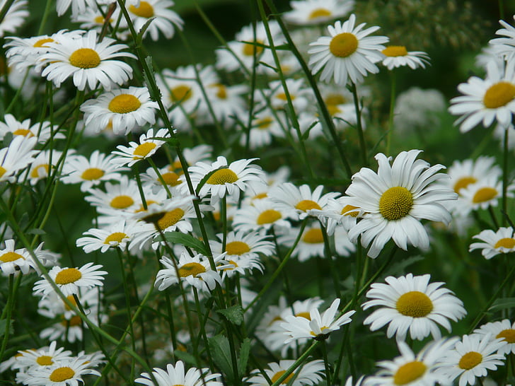 Marguerite, margerite lúky, margerite lúka, platené feverfew, kvet, kvet, biela