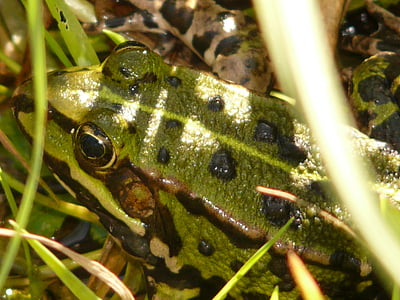Frosch, Laubfrosch, Tier, Grün, Grass, Amphibie, Natur