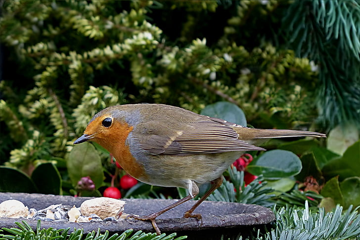 fågel, Songbird, Robin, Erithacus rubecula, trädgård, födosökande, ett djur