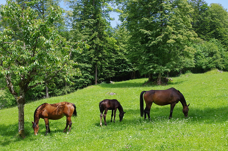 zirgs, zirgi, Frenks kalnu, Jura, ballenberg, daba, dzīvnieku