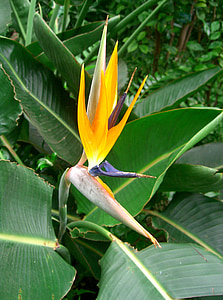 flower, bird of paradise, tropical, floral, exotic, garden, nature