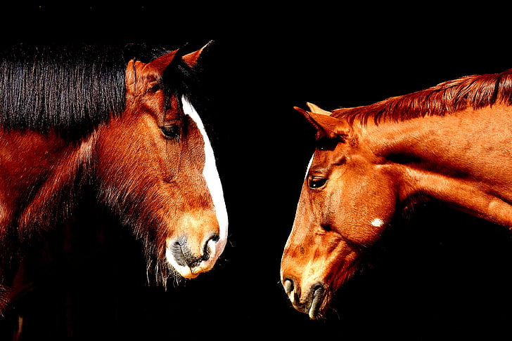 cavalli, amicizia, Scuderia del cavallo, Shire horse, animali, due, pferdeportrait