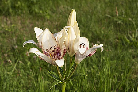 Lily, kwiaty, Natura, makro, biały