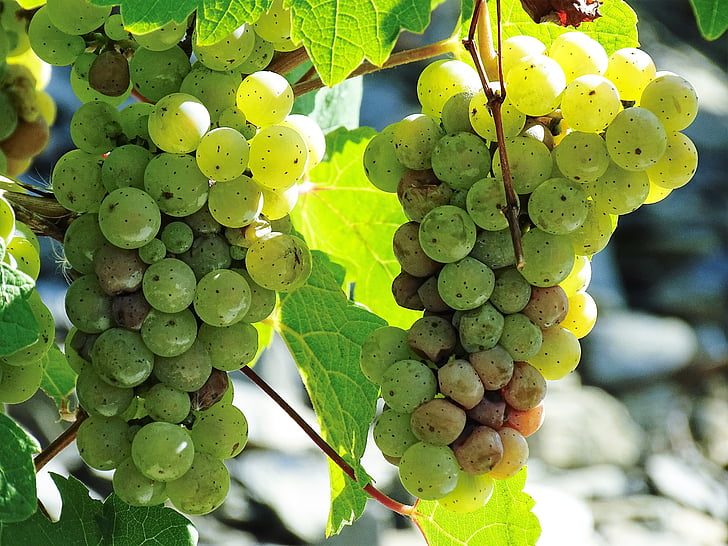 frutta, uva, vino, vite, vigneto, chiudere, viticoltura