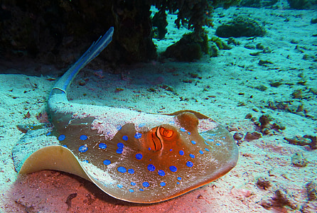 蓝色斑点鱼, 光线, 跳水, 水下, 水, 海, 海底世界