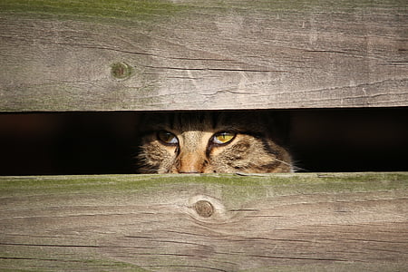 cat, kitten, young cat, mackerel, hiding place, wood, mieze
