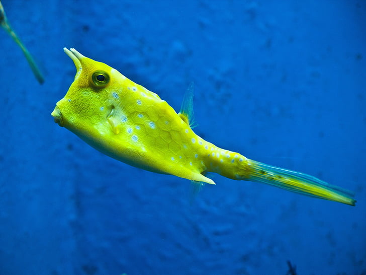 green, fish, water, Yellow, cowfish, in blue, blue water