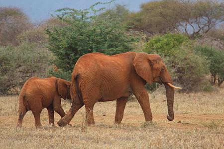 elefante, Safari, Kenia, animales, animales en la naturaleza, hierba, fauna silvestre