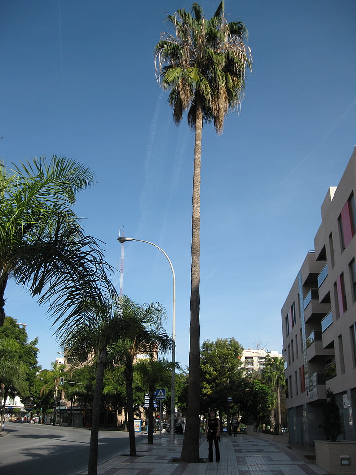 palm, blue, large, small, palm Tree
