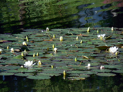 water lilies, blossom, bloom, nuphar, flower, aquatic plant, water