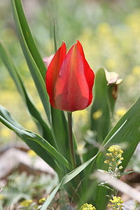 piros tulipán, tulipán, zöld, piros, virág, kert, növény