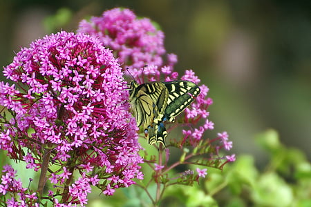 Motyl, motyle, kwiaty, Buddleja, kolory, ćma, owady