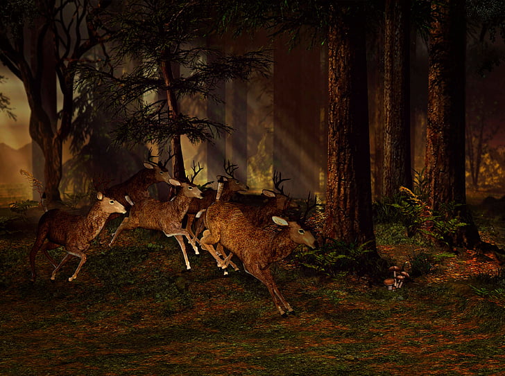 deer, wild, animal, wild animal, forest, nature, lighting
