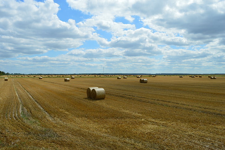 wheat, field, agriculture, harvesting, straw, bale, a pile