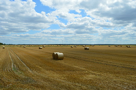 pšenica, pole, poľnohospodárstvo, zber, slamy, Bale, hromada