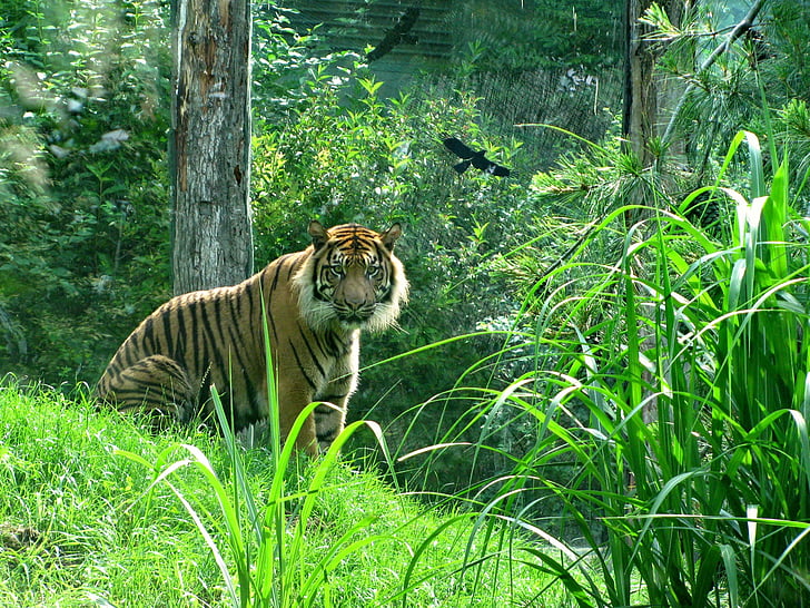 tigras, katė, didelės katės, katės veidą, gyvūnų, zoologijos sodas