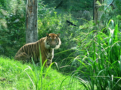 Tigre, gato, gato grande, cara de gato, animal, jardim zoológico