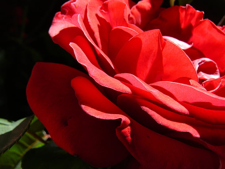 punane roos, Romantika, romantiline, tõusis, kevadel, punane, lill