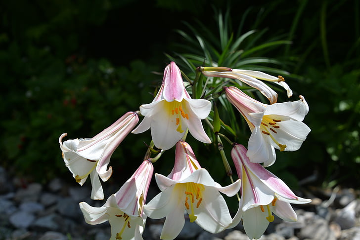 lilies, garden, white pink, blossoms, nature, flower, petal